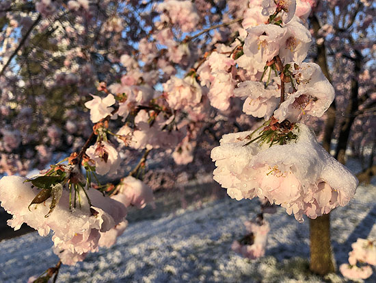 Manchmal gibt es Frost und Schnee: Wintereinruch über den Kirschblüten im Olympiapark (Foto: Martin Schmitz)